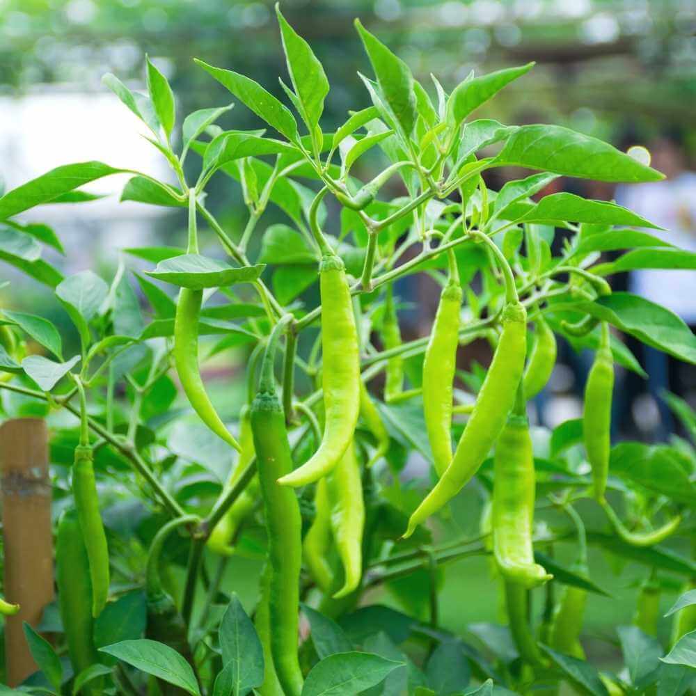 Chilli Seeds For Planting - Heirloom Vegetable Plant for Home Gardens