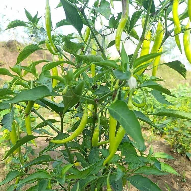 Chilli Seeds For Planting - Heirloom Vegetable Plant for Home Gardens