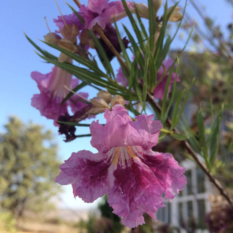 Chilopsis linearis Desert Willow Seeds