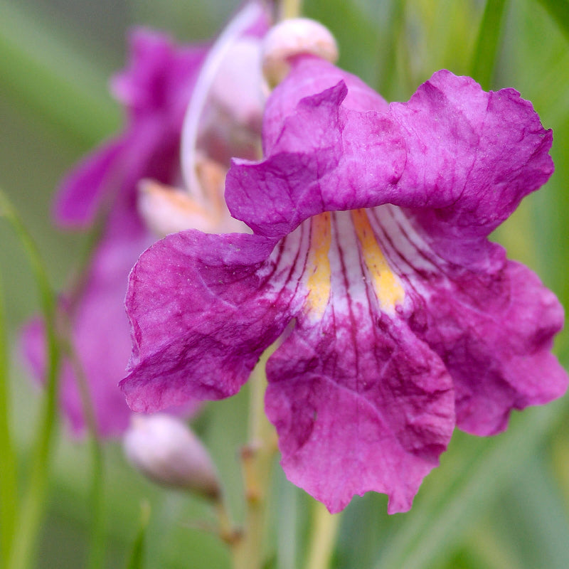 Chilopsis linearis Desert Willow Seeds