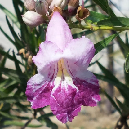 Chilopsis linearis Desert Willow Seeds