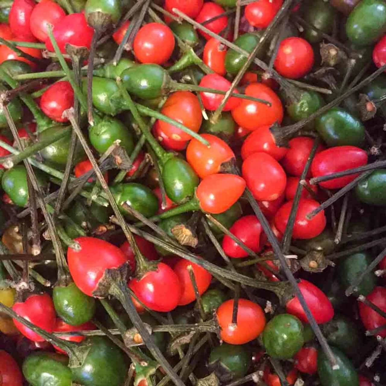 Chiltepin Hot Pepper Seeds 