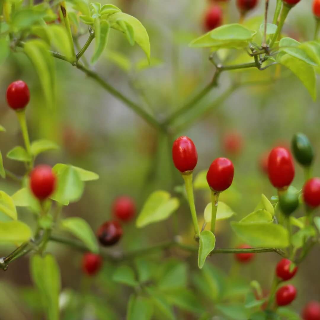 Chiltepin Hot Pepper Seeds 