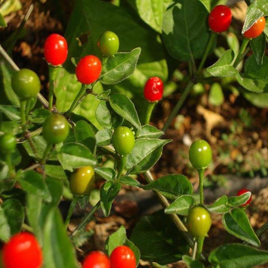 Chiltepin Hot Pepper Seeds 