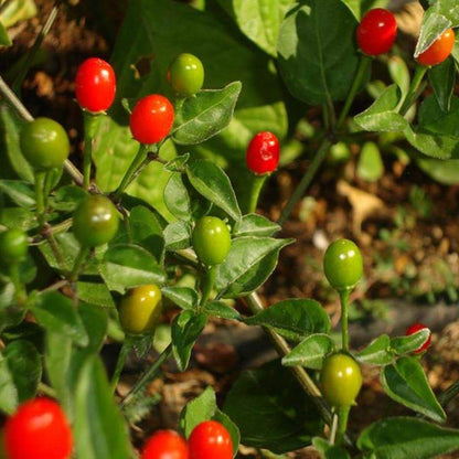 Chiltepin Hot Pepper Seeds 