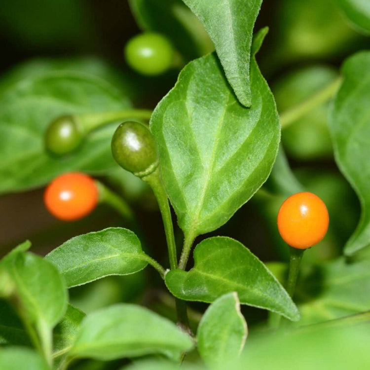 Chiltepin Pepper Seeds - Vegetable Plant