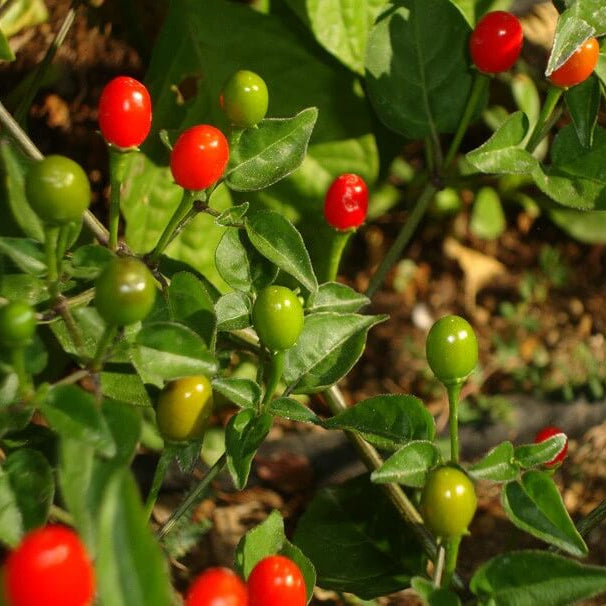Chiltepin Pepper Seeds - Vegetable Plant