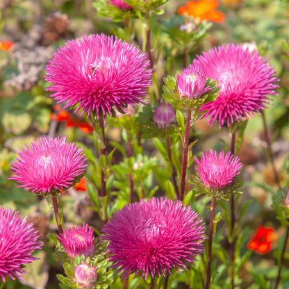 China Aster Seeds - Flower Plant
