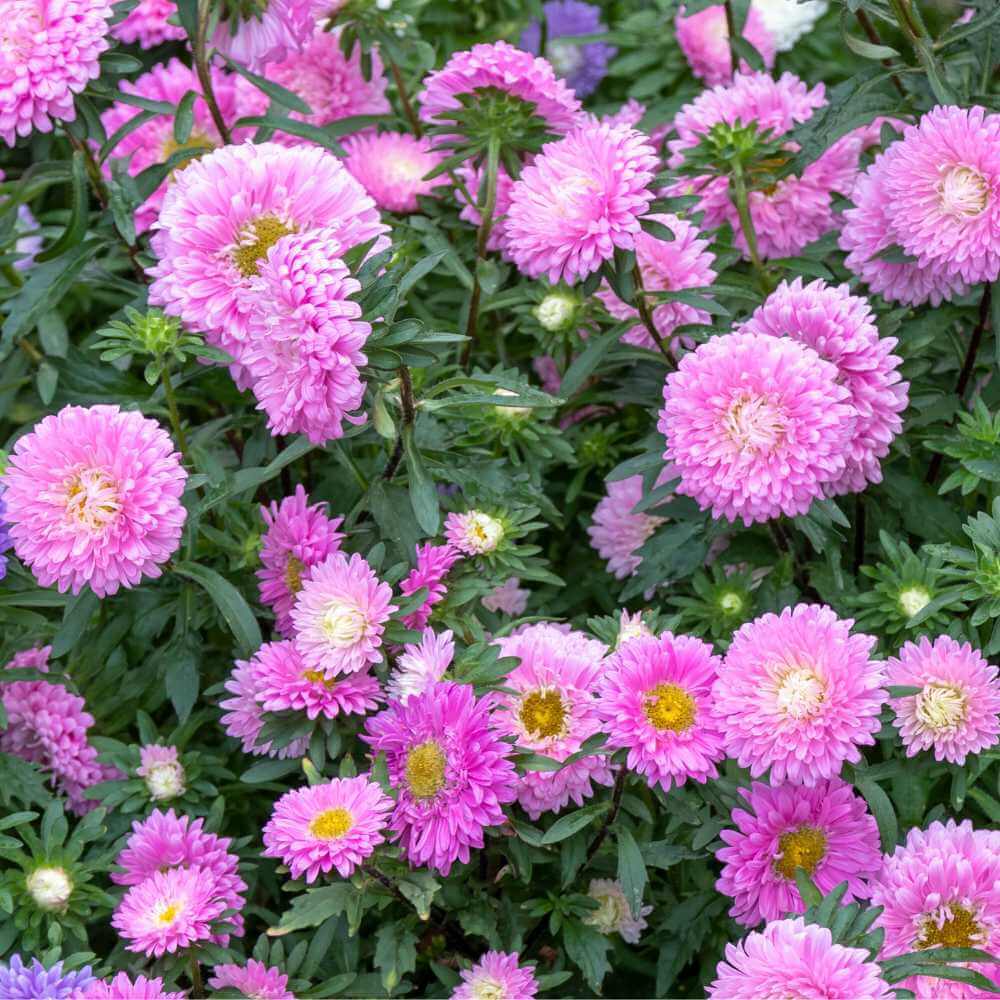 China Aster Seeds - Flower Plant