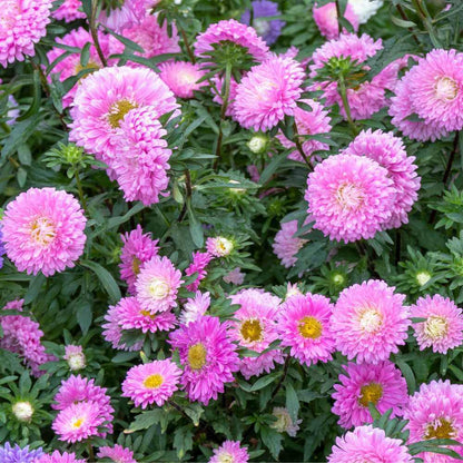 China Aster Seeds - Flower Plant