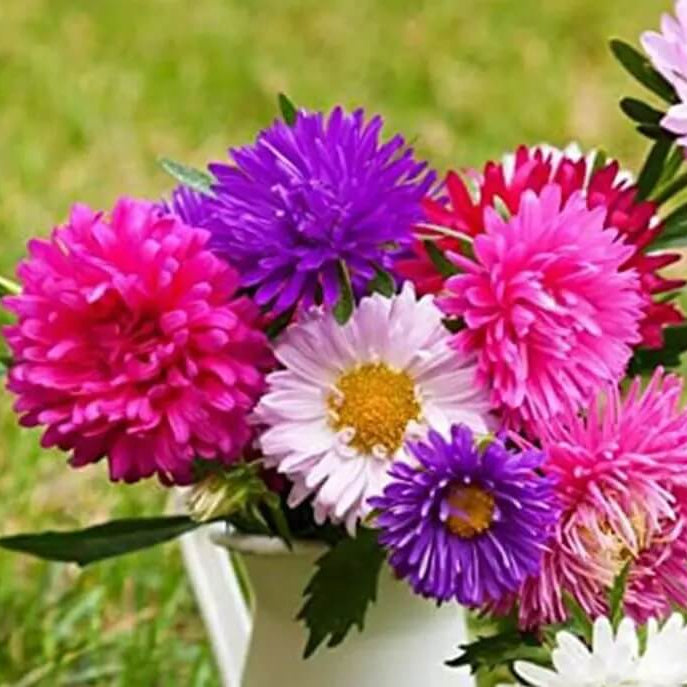 China Aster Seeds - Flower Plant