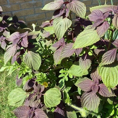 Chinese Basil Seeds 