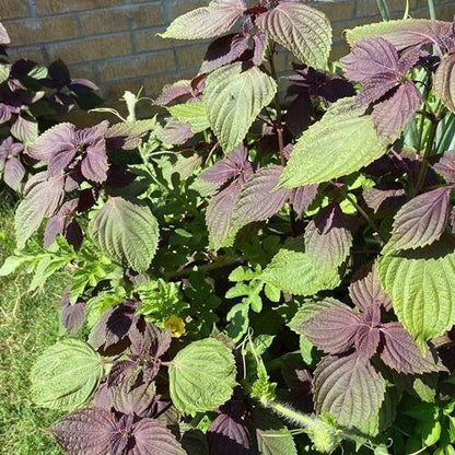 Chinese Basil Seeds 