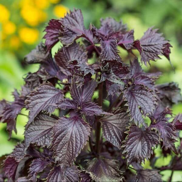 Chinese Basil Seeds 