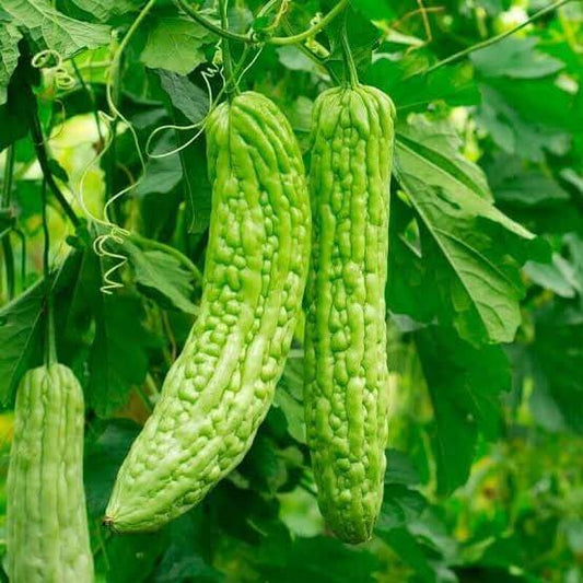 Chinese Bitter Melon Seeds 