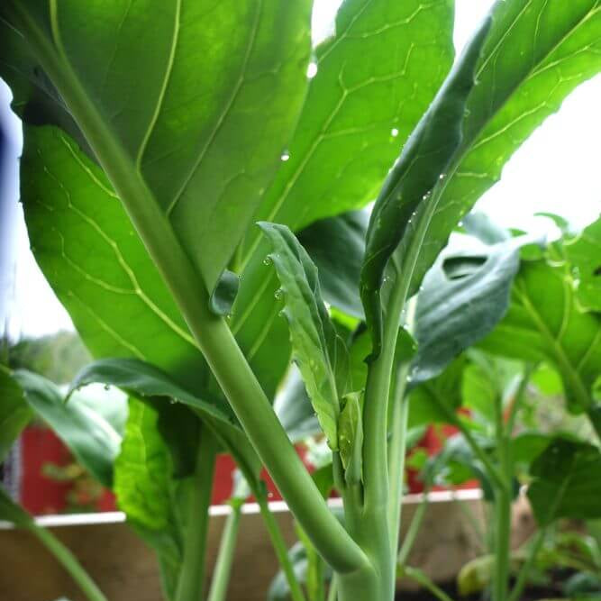 Chinese Broccoli Kailan Seeds - Heirloom Vegetable Plant for Home Gardens