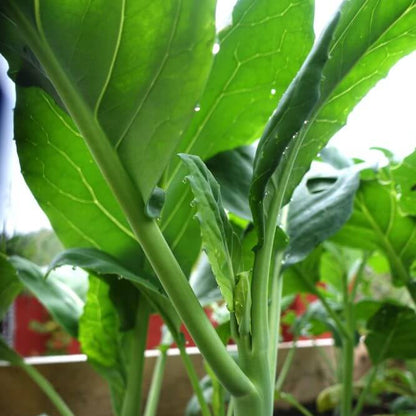 Chinese Broccoli Kailan Seeds - Heirloom Vegetable Plant for Home Gardens
