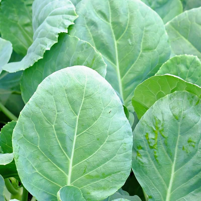 Chinese Broccoli Kailan Seeds - Heirloom Vegetable Plant for Home Gardens