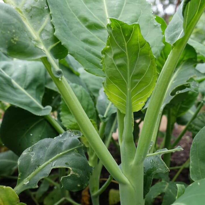 Chinese Broccoli Kailan Seeds - Heirloom Vegetable Plant for Home Gardens