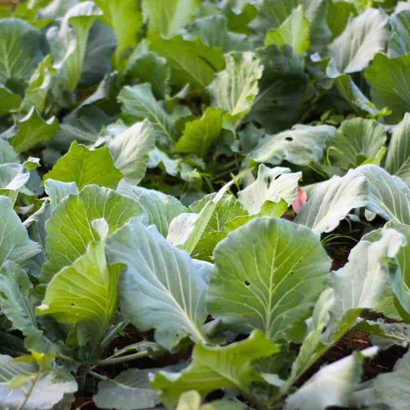 Chinese Broccoli seeds