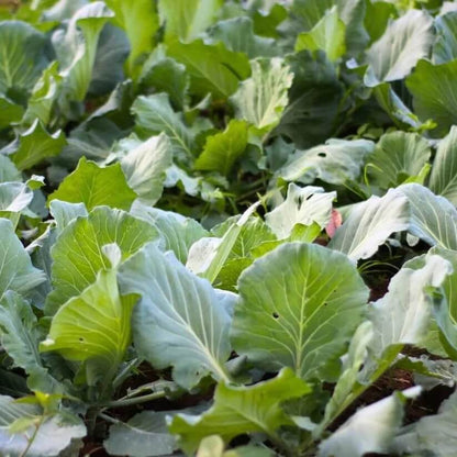 Chinese Broccoli seeds