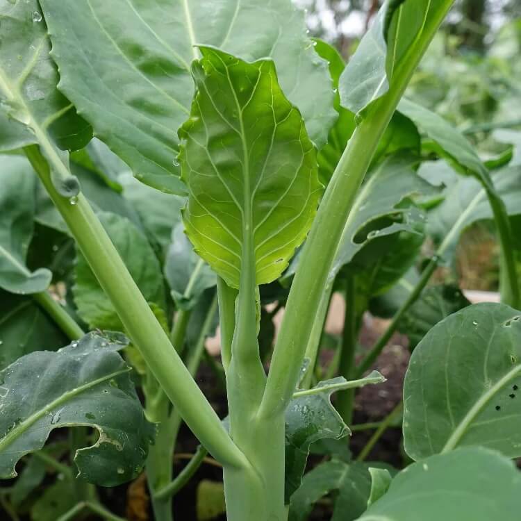 Chinese Broccoli seeds