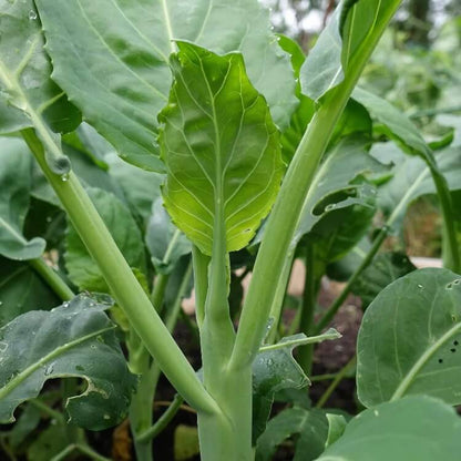 Chinese Broccoli seeds