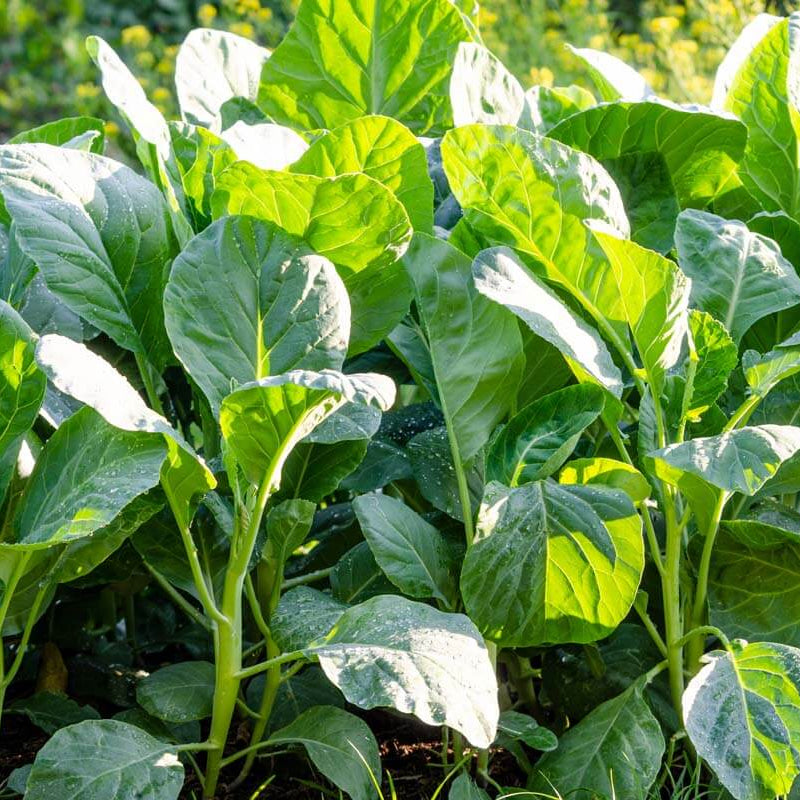 Chinese Broccoli seeds