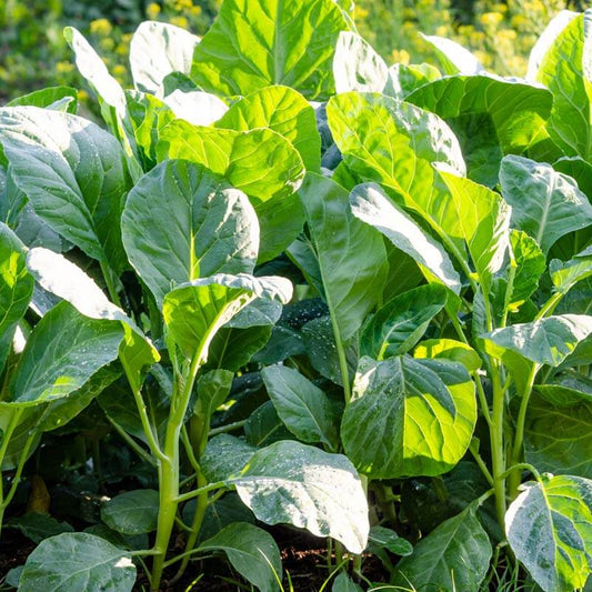 Chinese Broccoli seeds