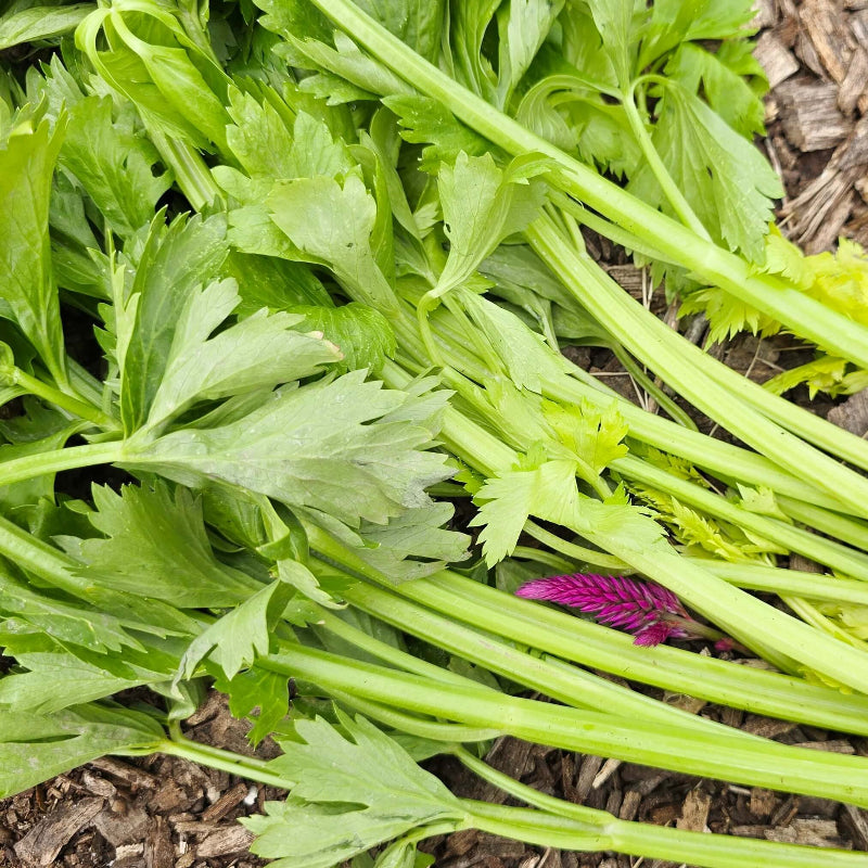 Chinese Celery Seeds 
