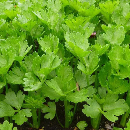 Chinese Celery Seeds 