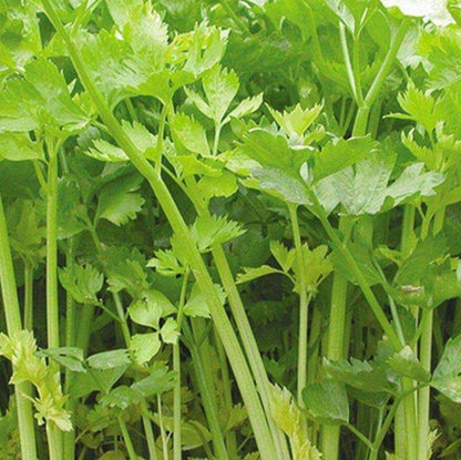 Chinese Celery Seeds 