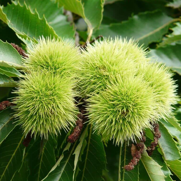Chinese Chestnut Seeds - Fruit Plant for Home Gardens