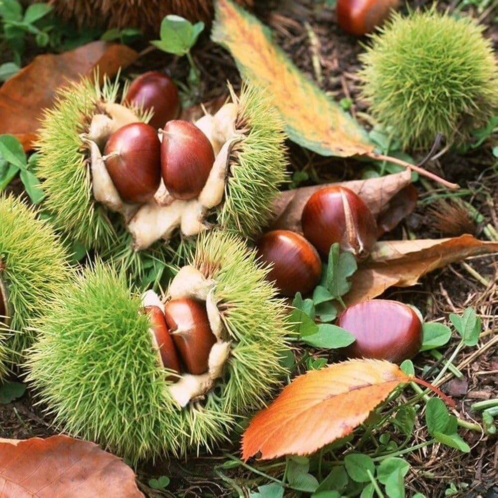 Chinese Chestnut Seeds - Fruit Plant for Home Gardens