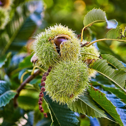 Chinese Chestnut Seeds - Fruit Plant for Home Gardens
