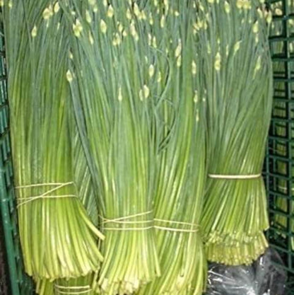 Chinese Chives Seeds - Herbal Plant
