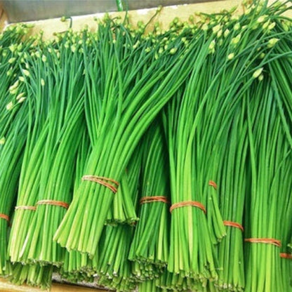 Chinese Chives Seeds - Herbal Plant