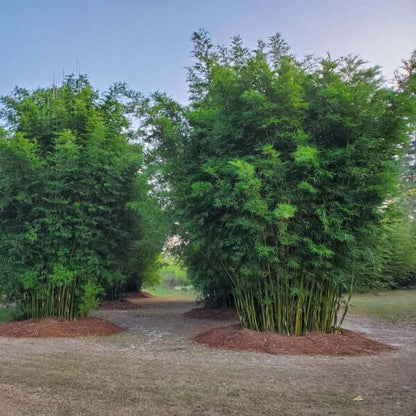 Chinese Clumping Bamboo Seeds - Flower Plant