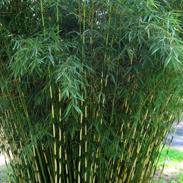 Chinese Clumping Bamboo Seeds - Flower Plant
