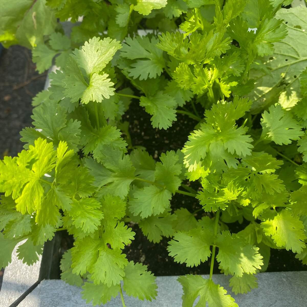 Chinese Coriander Seeds - Heirloom Herbal Plant for Home Gardens
