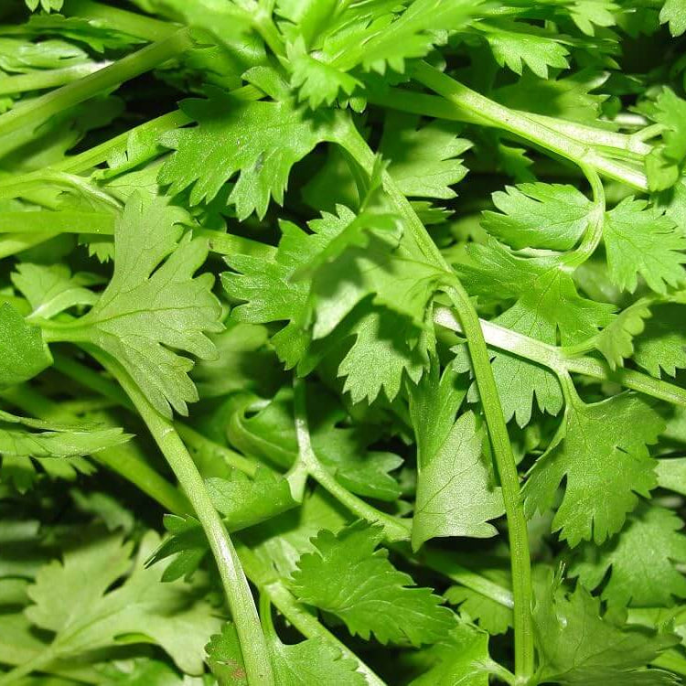 Chinese Coriander Seeds - Heirloom Herbal Plant for Home Gardens