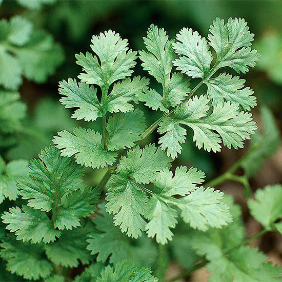 Chinese Coriander Seeds - Heirloom Herbal Plant for Home Gardens