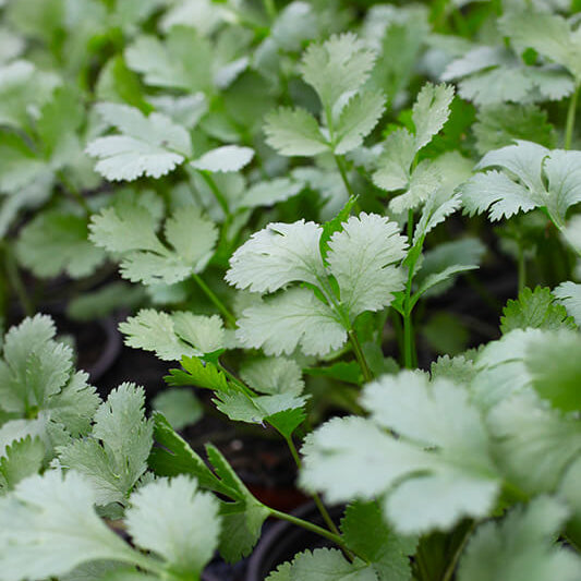 Chinese Coriander Seeds - Heirloom Herbal Plant for Home Gardens
