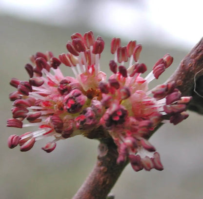 Chinese Elm Seeds - Flower Plant