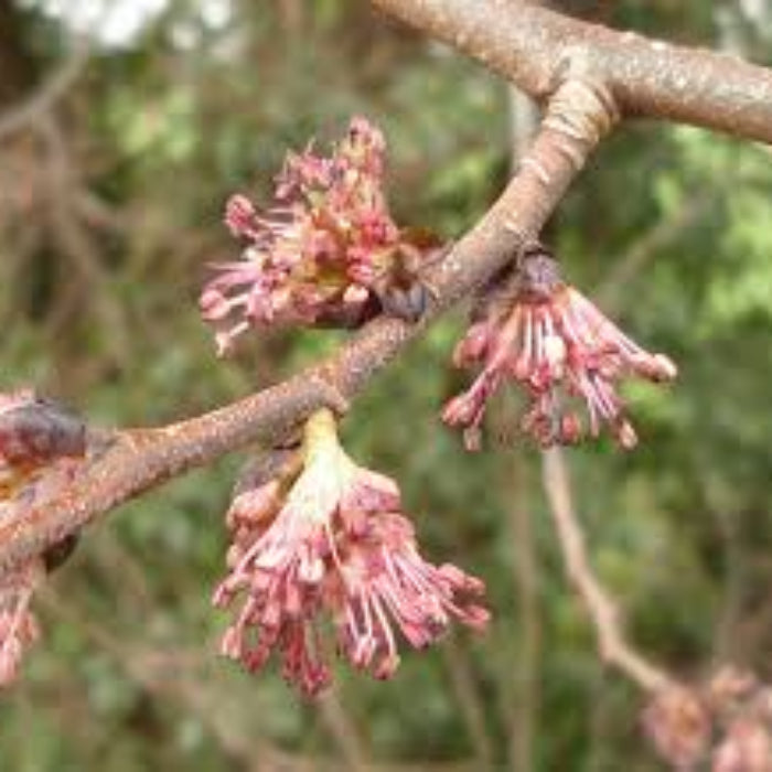 Chinese Elm Seeds - Flower Plant