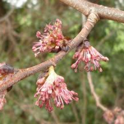 Chinese Elm Seeds - Flower Plant