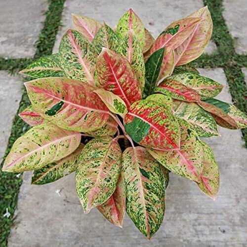 Chinese Evergreen Seeds - Flower Plant