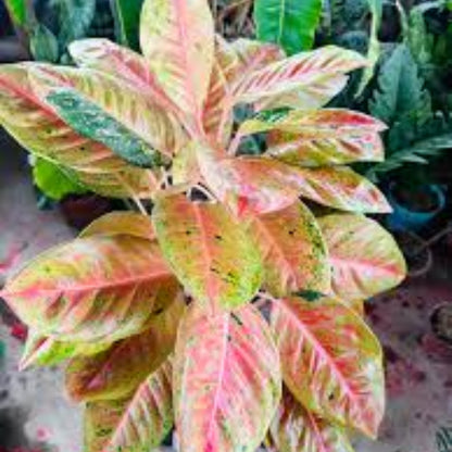 Chinese Evergreen Seeds - Flower Plant