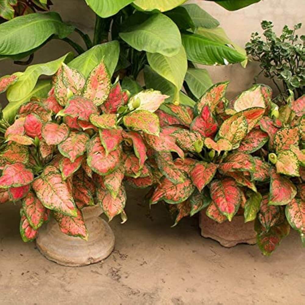 Chinese Evergreen Seeds - Flower Plant
