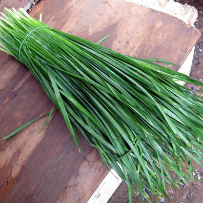 Chinese Garlic Chives Seeds